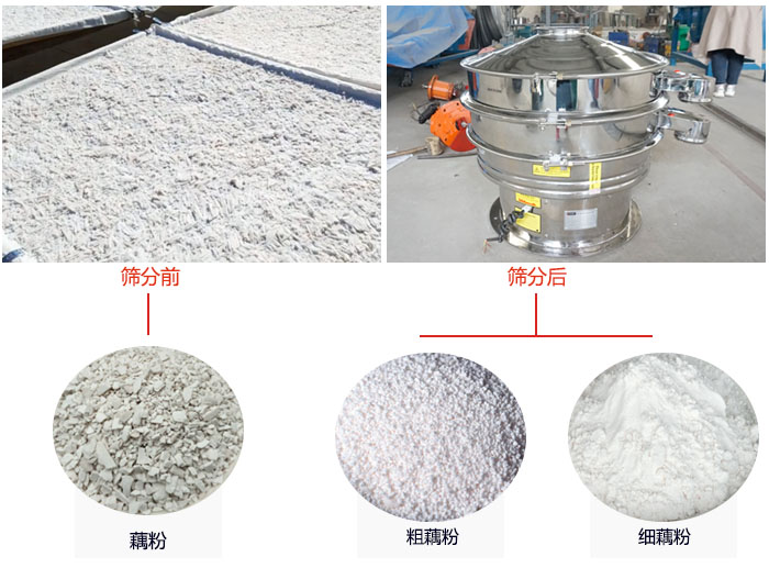 蓮藕淀粉曬干，采用304不銹鋼材質(zhì)藕粉振動篩篩分后前后對比效果圖展示。