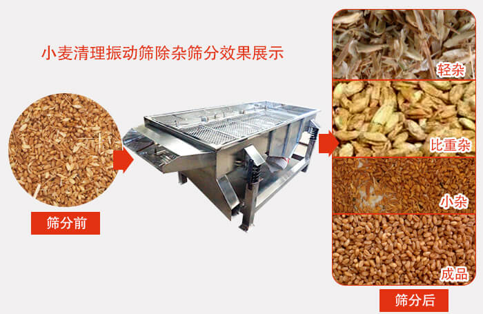 小麥清理振動(dòng)篩小麥篩分效果展示圖可同時(shí)篩分出輕雜，比重雜，小雜，成品等四個(gè)等級(jí)。